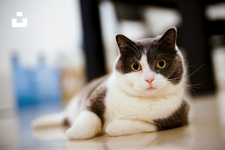 Consider Euthanasia for a Cat with Feline Leukemia