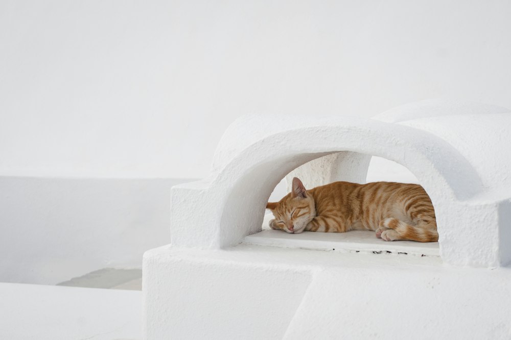 cat litter igloo box