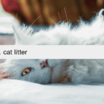 Best Cat Litter for Odor Control