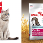 ROYAL CANIN CAT FOOD