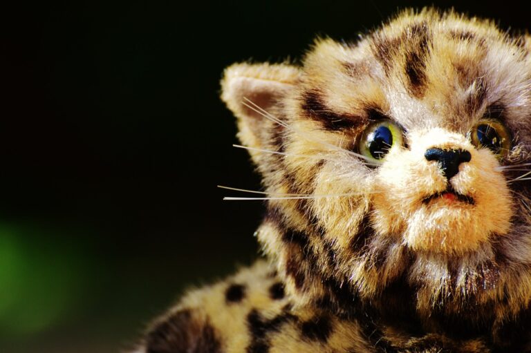 Leopard Cat Worth