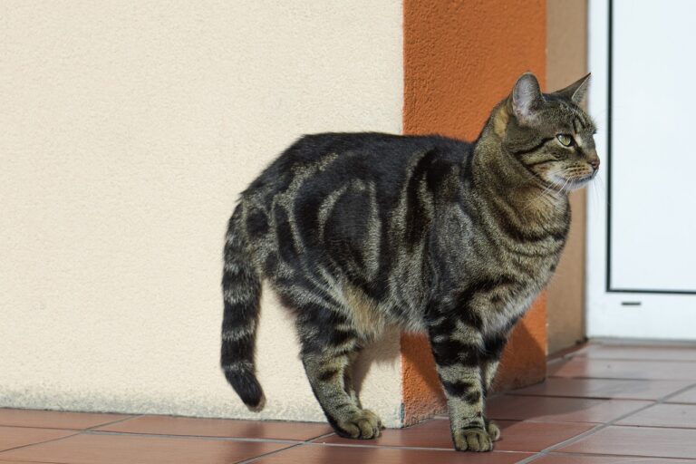 Brindle cats