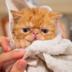 oatmeal bath for cats