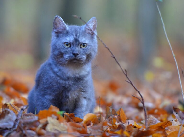 Maine Coon Kitten pricing