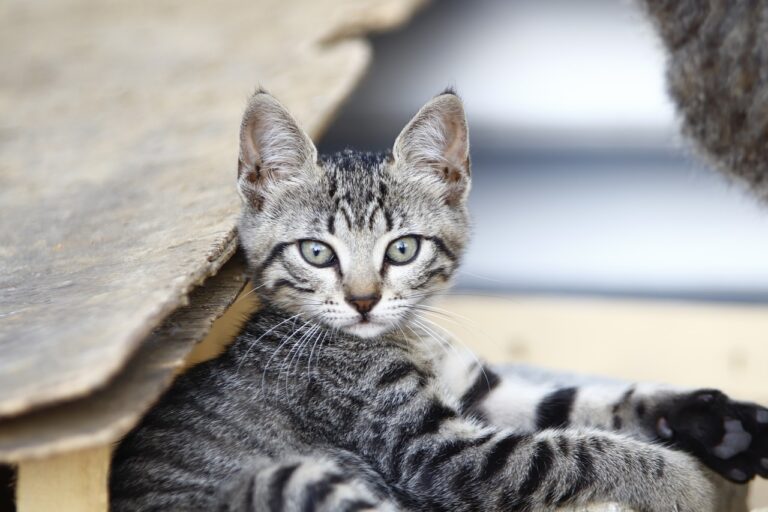 Grey Tabby Cats