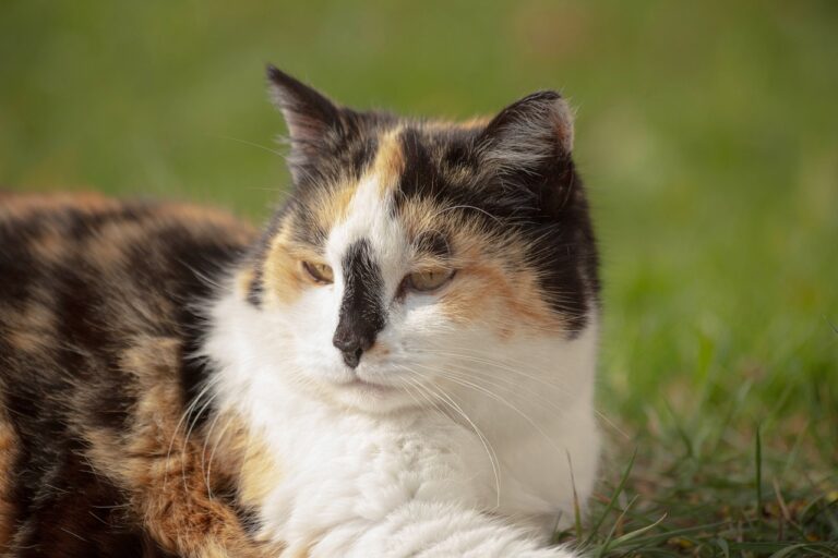 Calico Kittens Cat