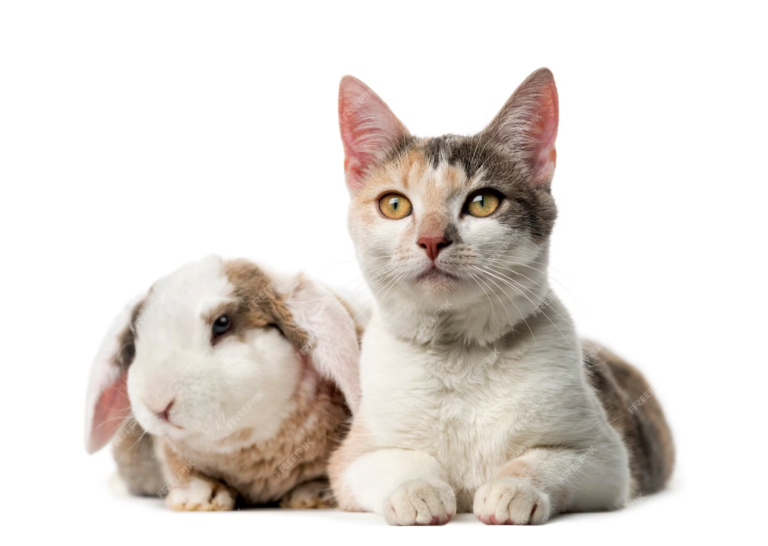 Cats and Rabbits Breed Mix