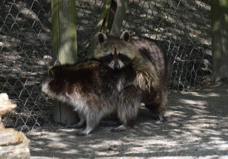 Cats and Raccoons Mate