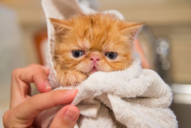 oatmeal bath for cats