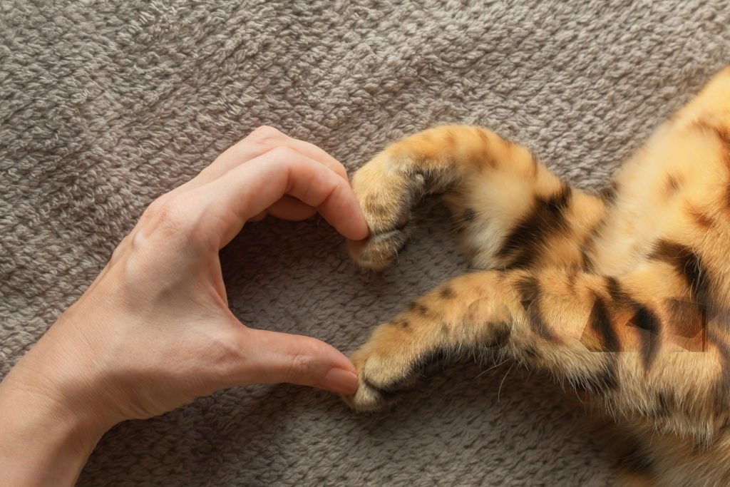 How Big a Cat's Heart